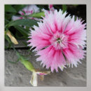 Search for charity posters Flower
