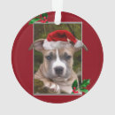 Recherche de chiot pitbull ornements Chien