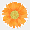 Recherche de marguerite de gerbera autocollants Orange