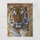 Recherche de panthera cartes postales Animal