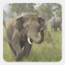 Search for grassland stickers National park