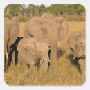 Recherche de défenses autocollants Afrique