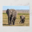 Search for african nations postcards Animals in the wild