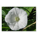 Recherche de klein cartes postales Blanc