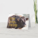 Search for funny cow jokes birthday cards Cattle