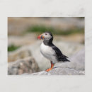 Search for atlantic puffin postcards Machias seal island