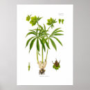 Recherche de hellebore posters Helleborus