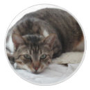 Recherche de faits sur commande de chat Pour enfants