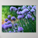Search for allium art Flower