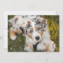 Search for australian shepherd thank you cards Puppy