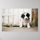 Search for collie painting posters Pet