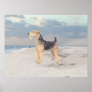 Search for welsh terrier art Animals