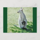Recherche de albinos cartes postales Animal