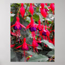 Search for fuchsia posters Flowers