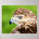 Search for red tailed hawk posters Raptor