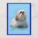 Recherche de lhasa cartes postales Apso