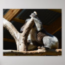 Recherche de koala bear posters Marsupial