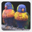 Search for rainbow lorikeet Pets