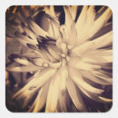 Search for dahlia flower stickers Vintage