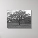 Search for black oak tree art Rural