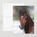 Recherche de cheval arabe cartes postales Baie