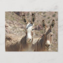Search for wild donkeys postcards Nature