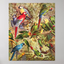 Recherche de ara posters Jungle