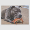 Search for best friend tissue paper Dog