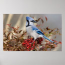 Recherche de geai bleu posters Cyanocitta cristata