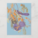 Search for blue jay bird postcards Nature