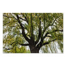 Search for weeping willow art Green