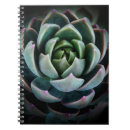 Search for succulent photography Nature