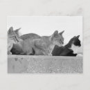 Recherche de chat domestique cartes postales Noir et blanc