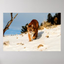Recherche de animal puma posters Montagne