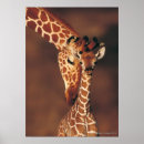 Recherche de tête de girafe posters Nature