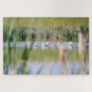 Search for pelican puzzles Nature