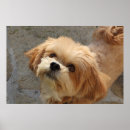 Search for lhasa posters Dog