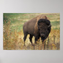 Search for bovin art Buffalo