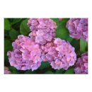 Recherche de hortensia rose posters Jardin