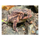 Search for toad picture posters Close up