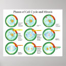 Search for cell cycle Science