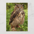 Search for wild bird postcards Bird of prey