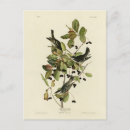 Search for birds of america postcards Illustration