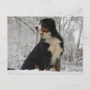 Search for mountain dog postcards Snow