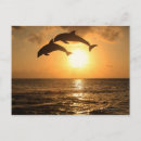 Search for delfin postcards Full length
