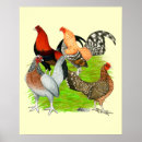Search for bantam rooster art Bird