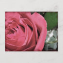 Search for rose macro postcards Garden