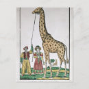 Search for girafe postcards Animal