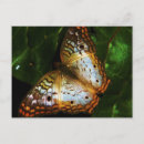 Search for moths photography Animal