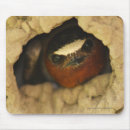 Search for swallow mousepads Animal